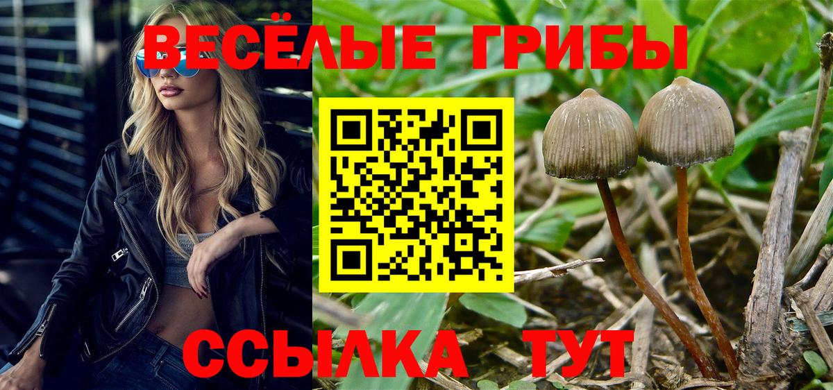 Псилоцибиновые грибы GOLDEN TEACHER  Псилоцибиновые грибы GOLDEN TEACHER  Вход с VPN  Тара 